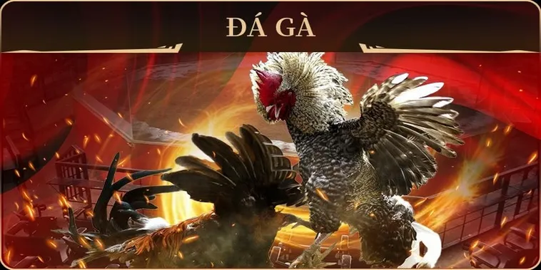 Chinh Phục Sảnh Đá Gà GA28 Tại 58Win Với Chiến Thuật Bất Bại