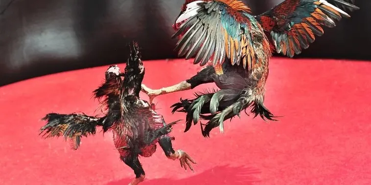 Bật Mí Cách Chơi Đá Gà Sabong Tại 58Win Từ Các Cao Thủ