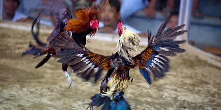 Bật Mí Cách Chơi Đá Gà Sabong Tại 58Win Từ Các Cao Thủ